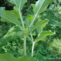 Acanthospermum hispidum DC.